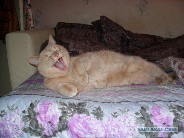 С Котовторником!