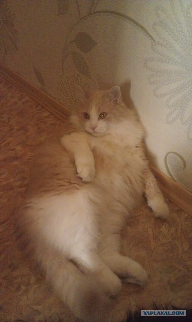 Котовторник 27.5.2014