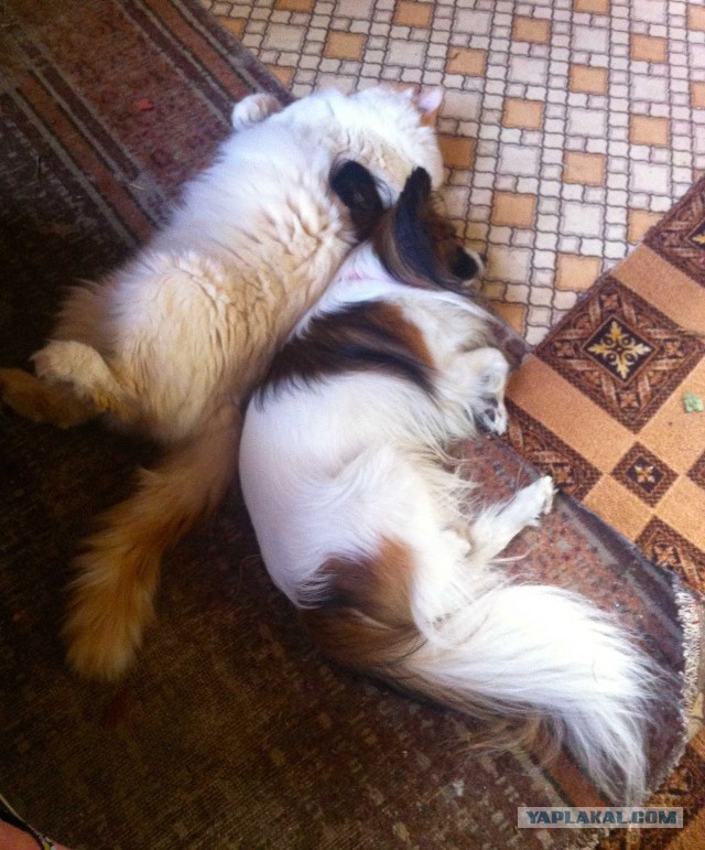 Котовторник  08.07.2014