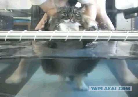 А еще говорят,что кошки воды боятся!