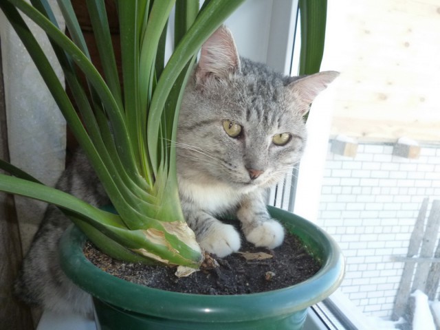 Котовторник 09.09.2014