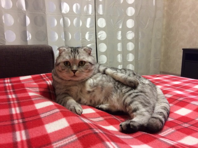 Котовторник 20.01.2015