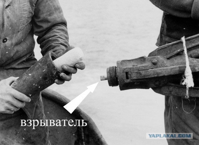 Охота на китов в СССР - фото 1965г.