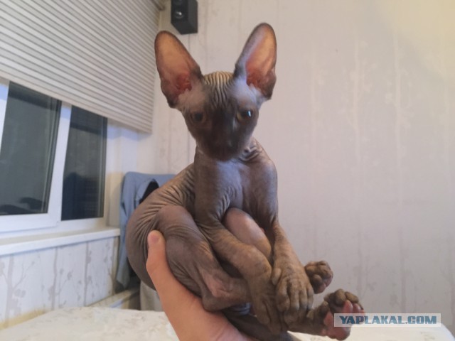 Котовторник 11.08.2015