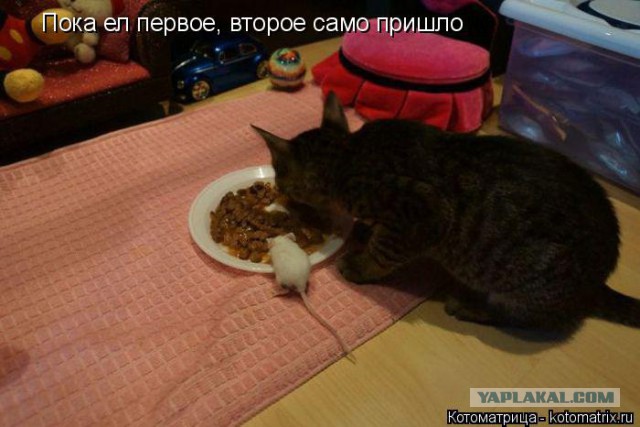 Прикольные коты