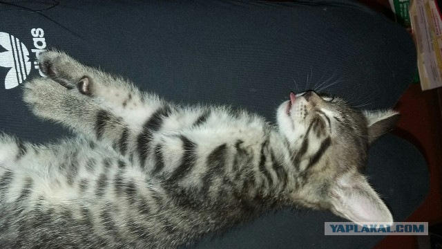 Шестеро маленьких котят из сумки