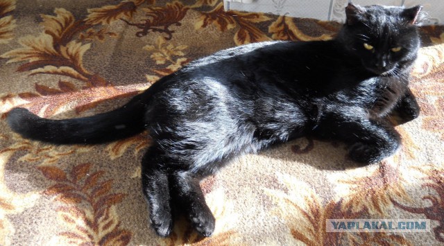 Котовторник 06.10.2015