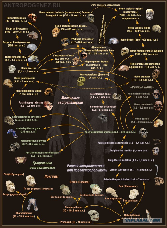 Основные теории происхождения человека