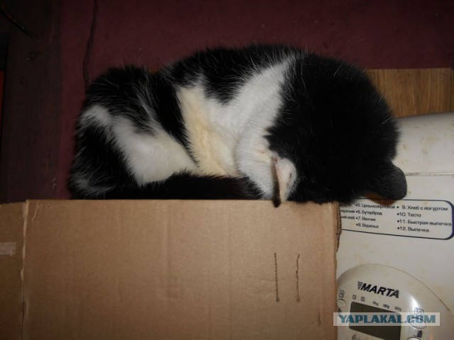 Жизнь домашнего приюта для котеек 95