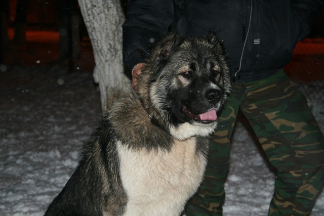 Щенки, которые выглядят как медвежата.