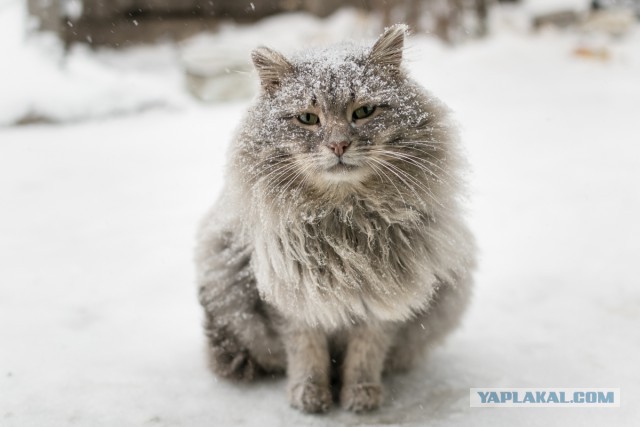 Котовторник 26.01.2016
