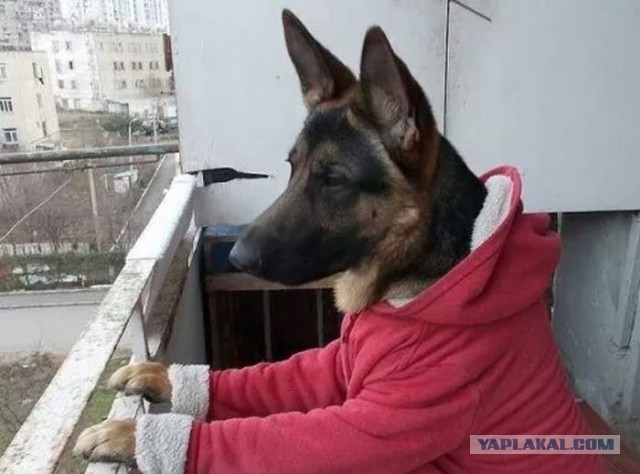 Веселые картинки