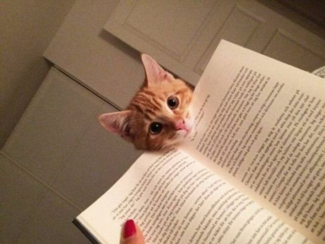 Котовасия ;)