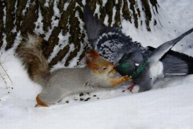 Разрешите вас откушать...