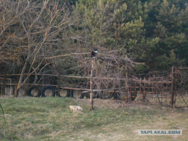 Жизнь домашнего приюта для котеек 108