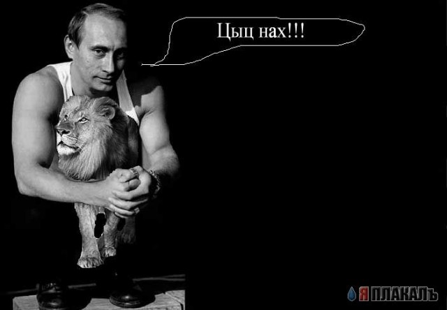 Фотожаба: грозный лев