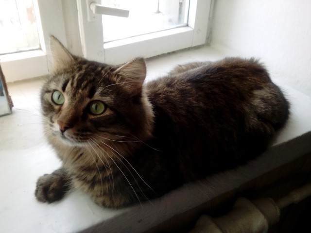 КотоВторник 26.04.2016