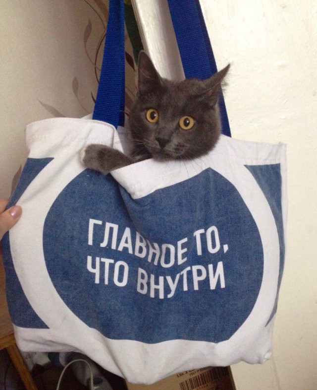 Прикольные животные