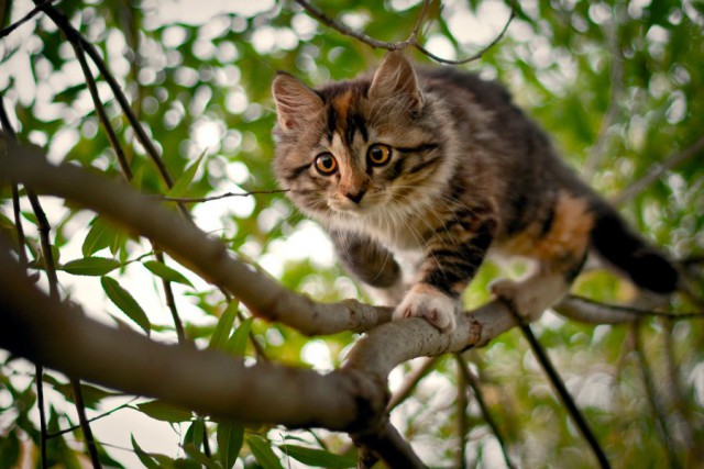 Коты из сети