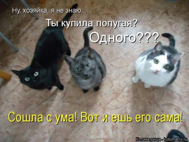 О братьях наших меньших