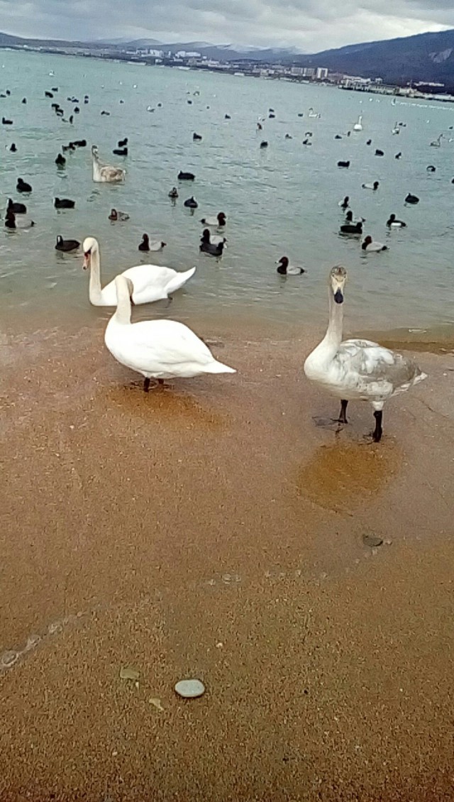 Самые смешные животные