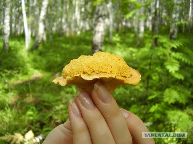 Мой родной сибирский поселок