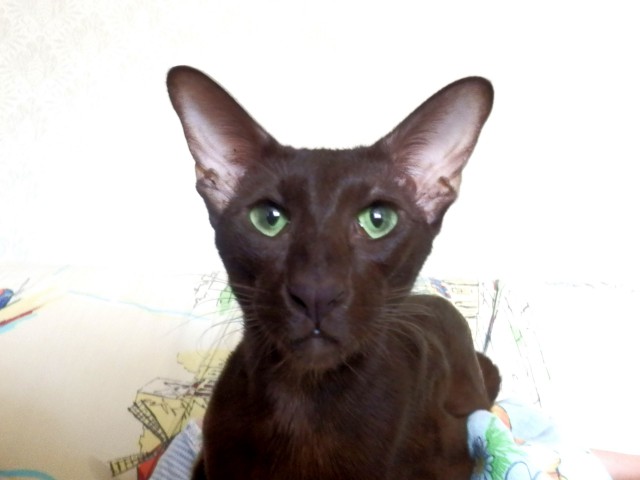Коты и Кошки