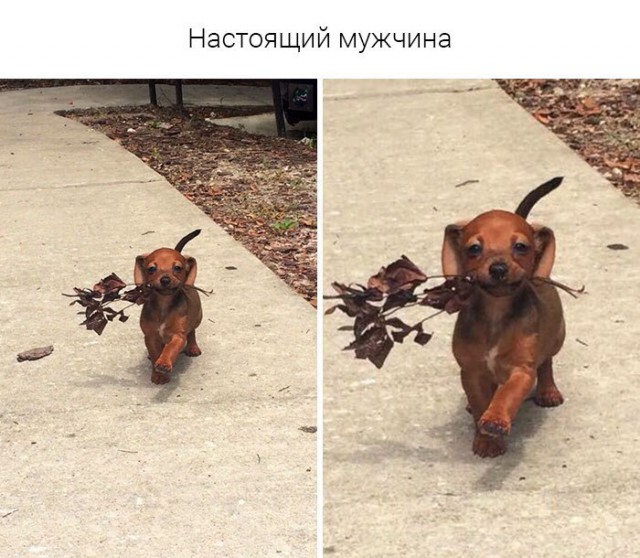 Подборка забавных животных