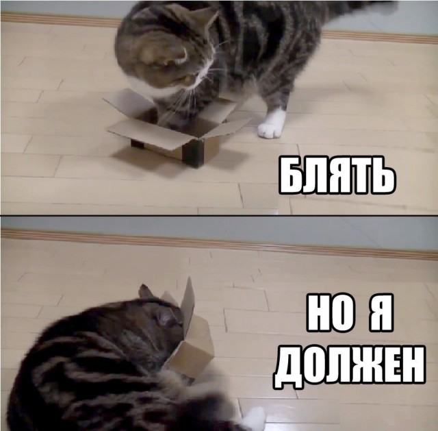 Аквариумный кот