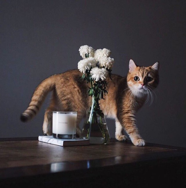 Коты и Кошки