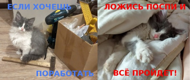 100 картинок для поднятия настроения!