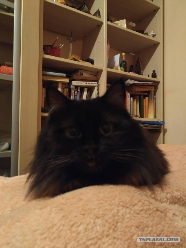 Котовторник  10.10.2017