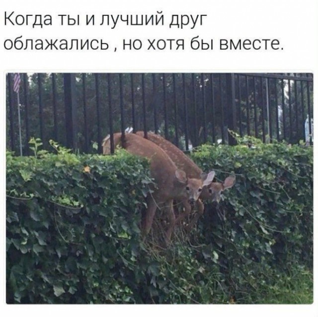 Подборка забавных животных