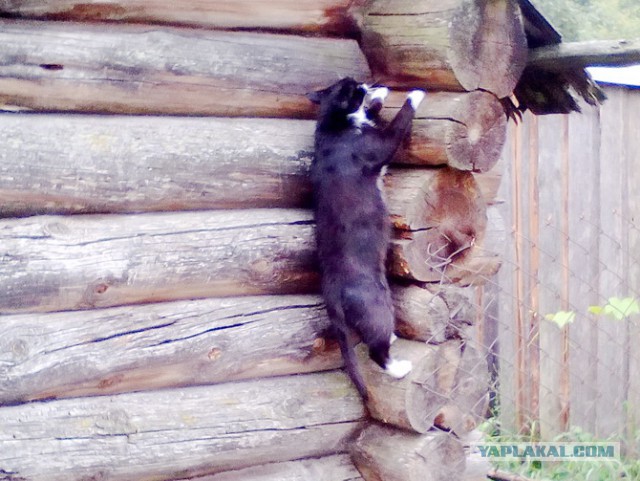 Котовторник  14.11.2017