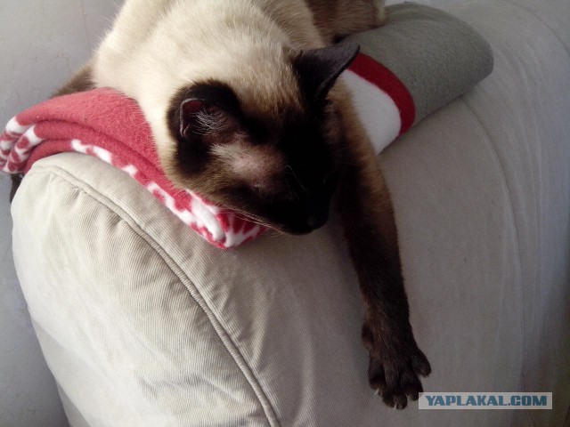 А не открыть бы нам котовторник 03.04.2018