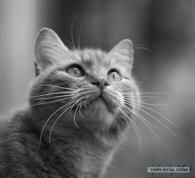 УРРААА ! Котовторник на ЯПлакалъ !