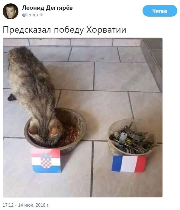 Кот предсказал победу Хорватии
