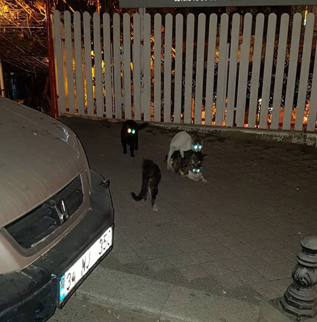 Прикольных котов пост