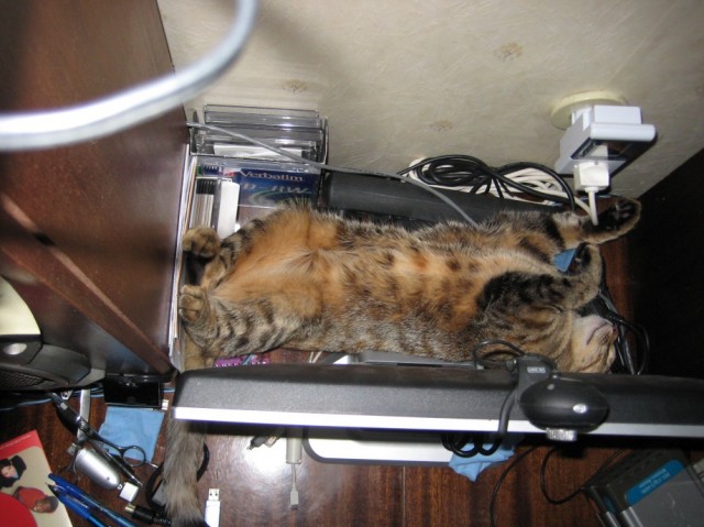 Сонный Котовторник