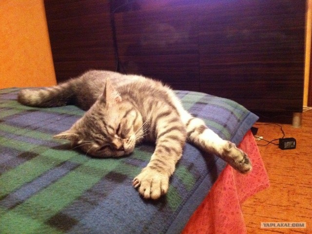 Котовторник 1.11.11
