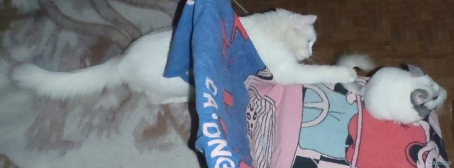 Котовторник!