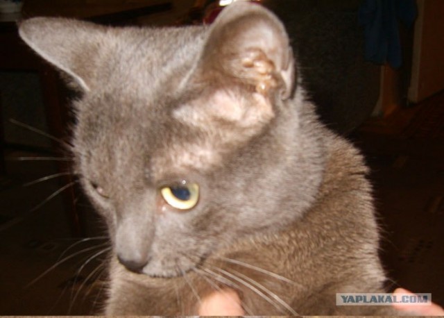Котовторник 06.12.2011