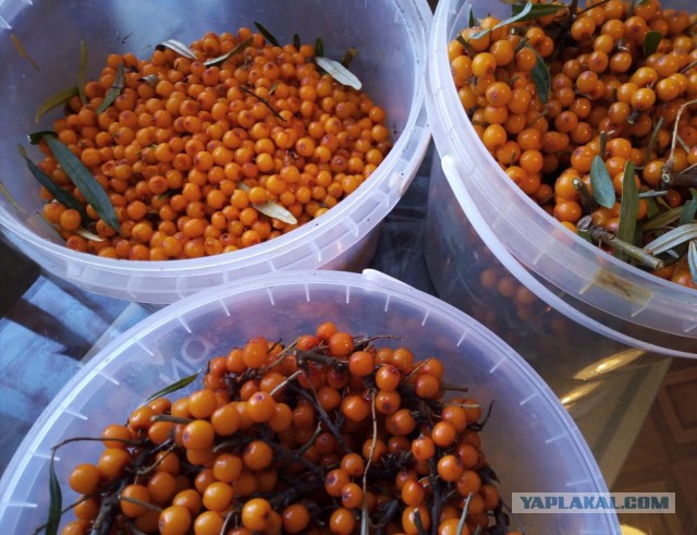 Кулинарный конкурс "Кулинар ЯПа 2018"