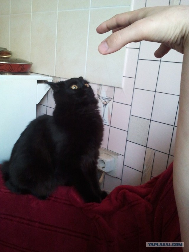 Котовторник (15.05.2012)