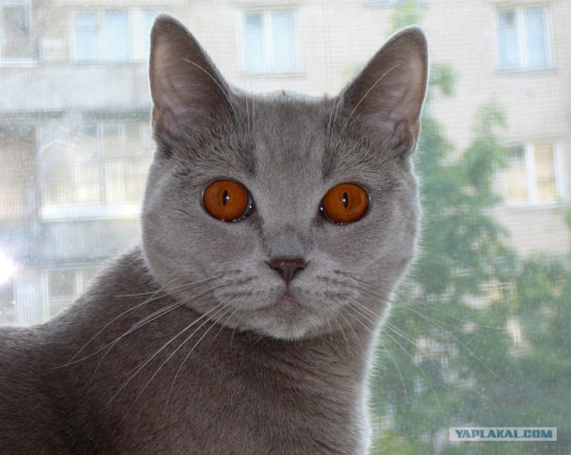 Котовторник   5.06.2012