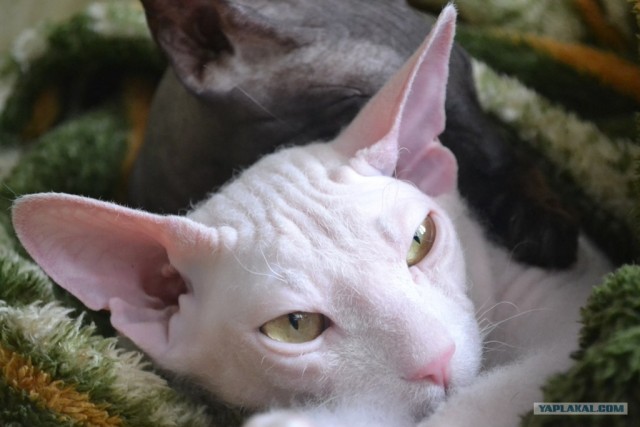 Котовторник  19.06.2012