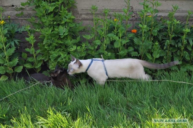 Котовторник  17.07.2012