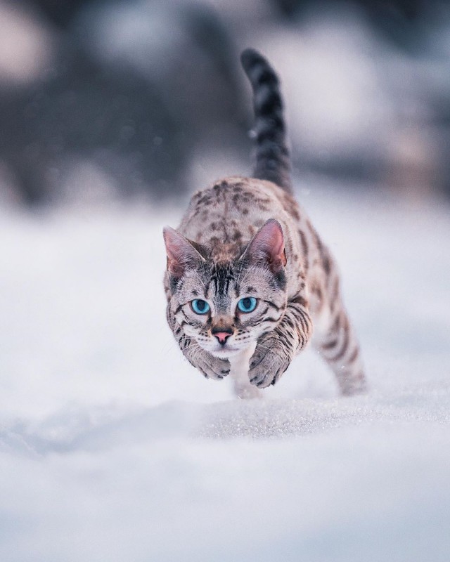 Прикольных котов пост