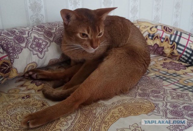 Котовторник 19.02.2019