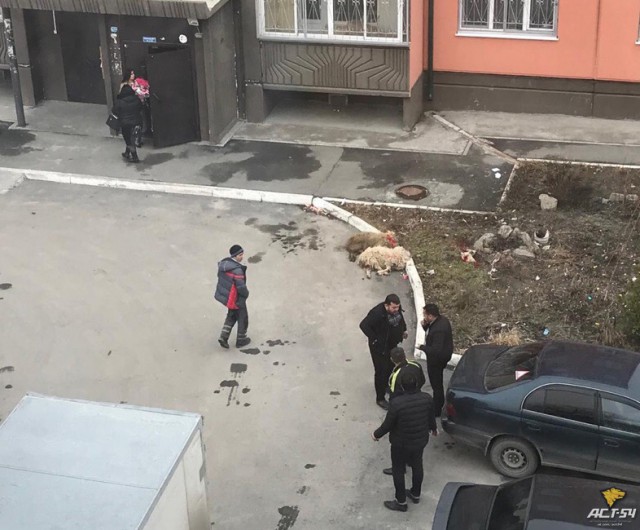 Баранов зарезали на глазах у детей в Новосибирске
